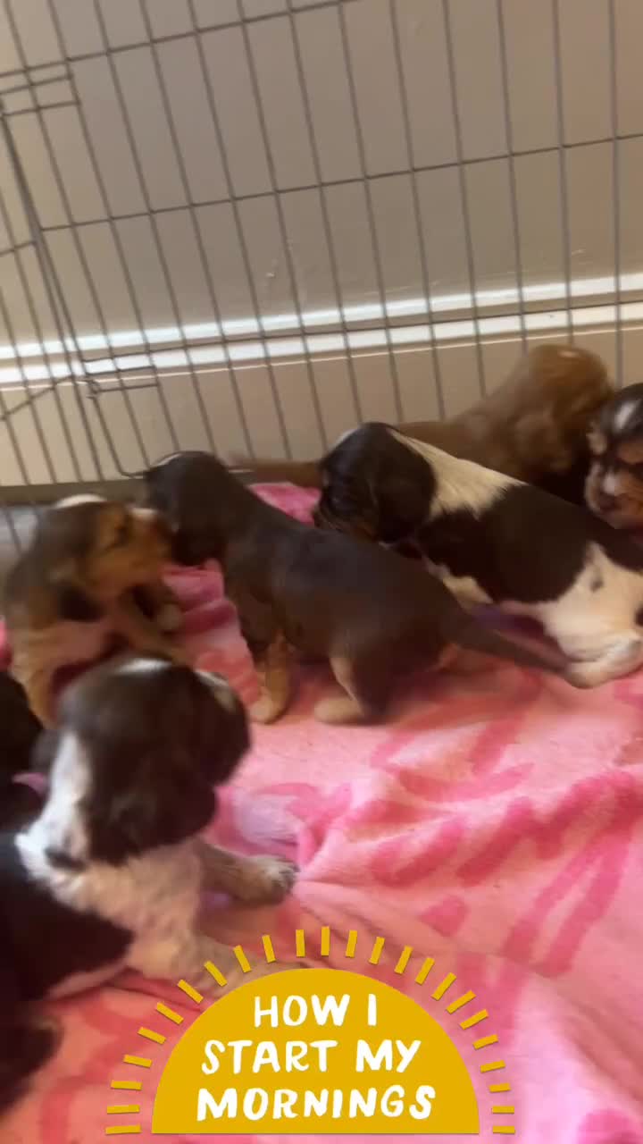 Cocker Spaniel dogs for sale: Showtype cocker spaniels  - Video 1