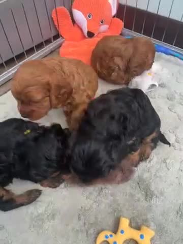Cavapoo dogs for sale: Cavapoo puppies looking for their forever home  in Bognor Regis - Video 1