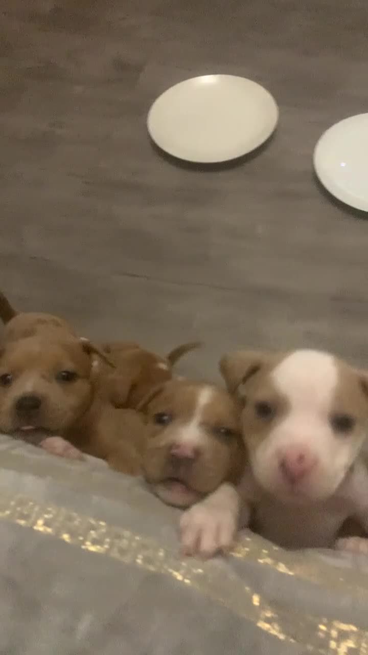 Mixed Breed dogs for sale: Ready to leave Staff x bulldog puppies  - Video 3