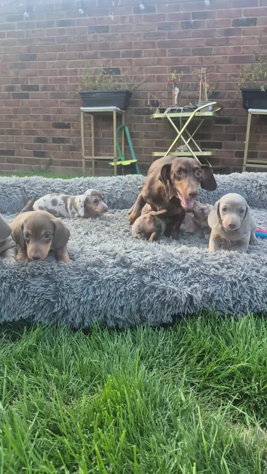 Miniature Dachshund dogs for sale: Kc miniature dachshund - Video 1