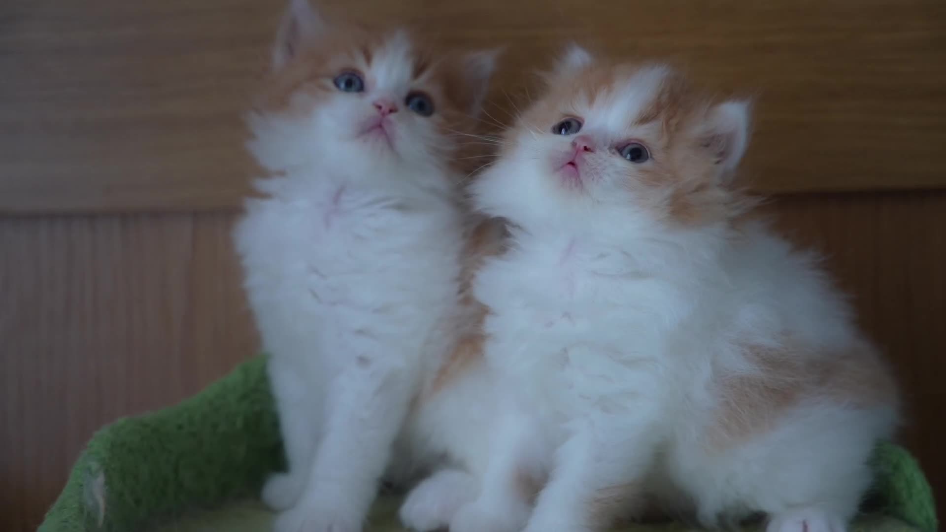 British Shorthair cats for sale: Health Tested Ginger (Red&White Bicolour) BSH/BLH - Video 1