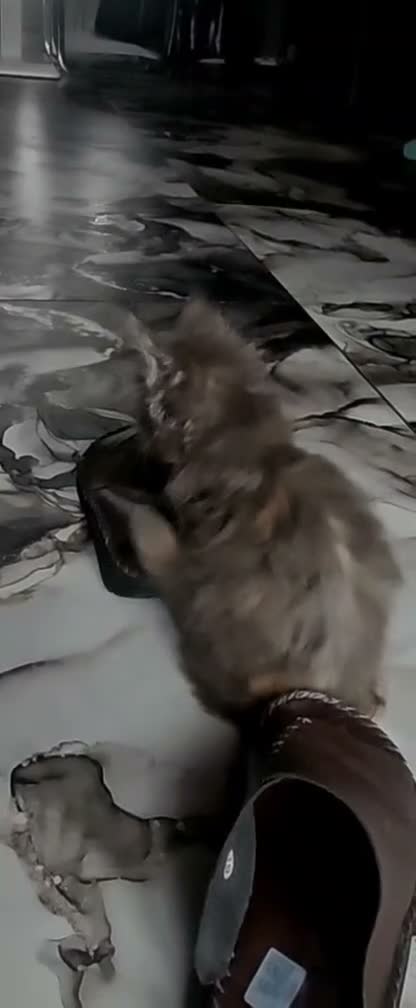 Maine Coon cats for sale: Two beautiful Maine Coon kittens in West Bromwich - Video 3