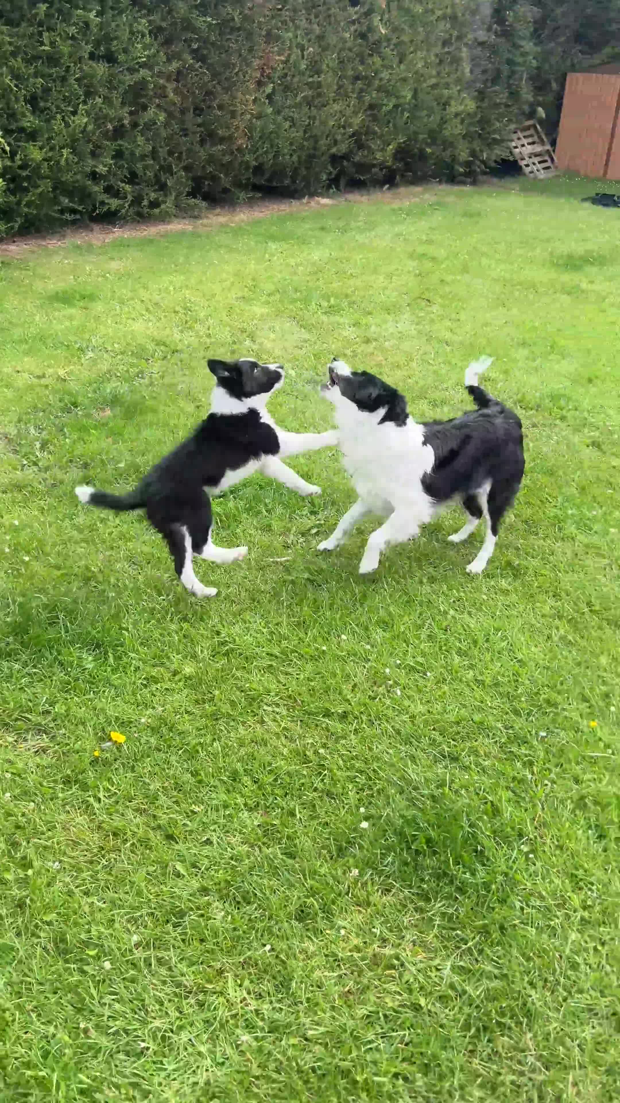 Border Collie dogs for sale: KC Reg Beautiful Border Collie Boy Ready Now - Video 1