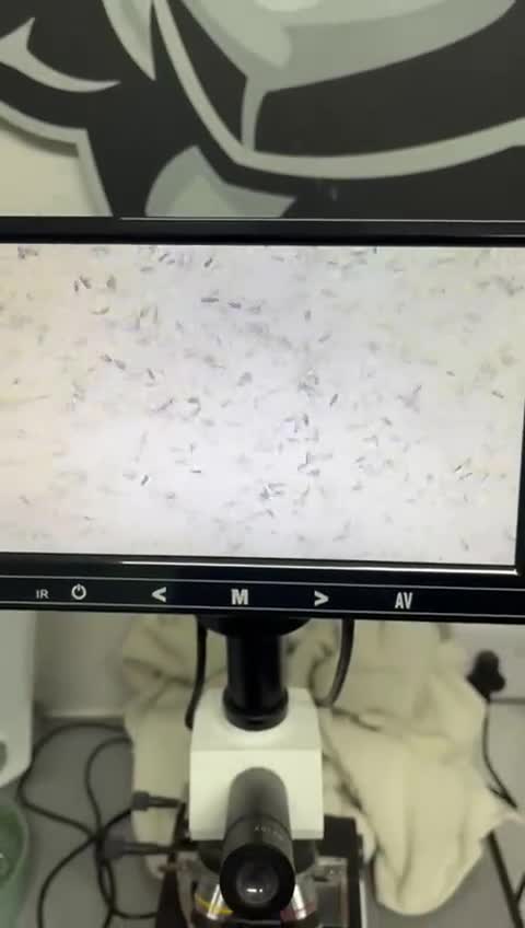 Labrador Retriever dogs for stud: At Stud Autumnsoak Delphinium Bryn Hips 0/0 - Video 1