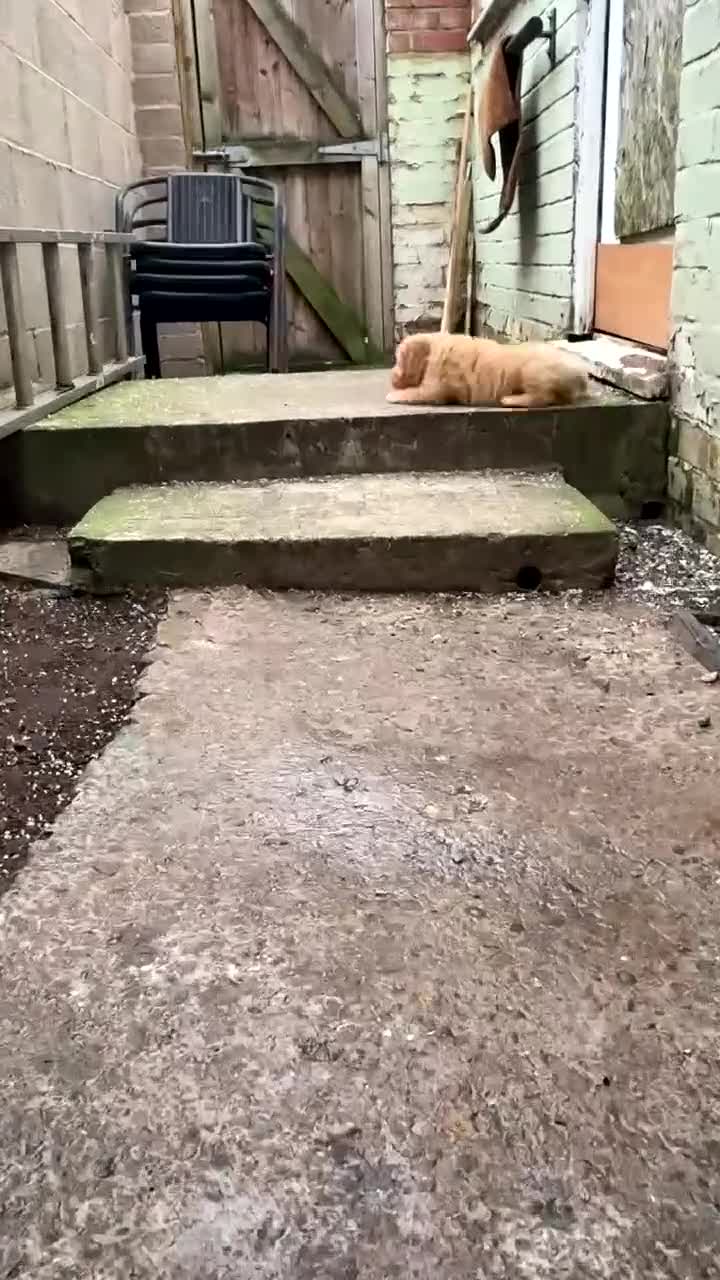 Cockapoo dogs for sale: Butter a little golden cockapoo - Video 5