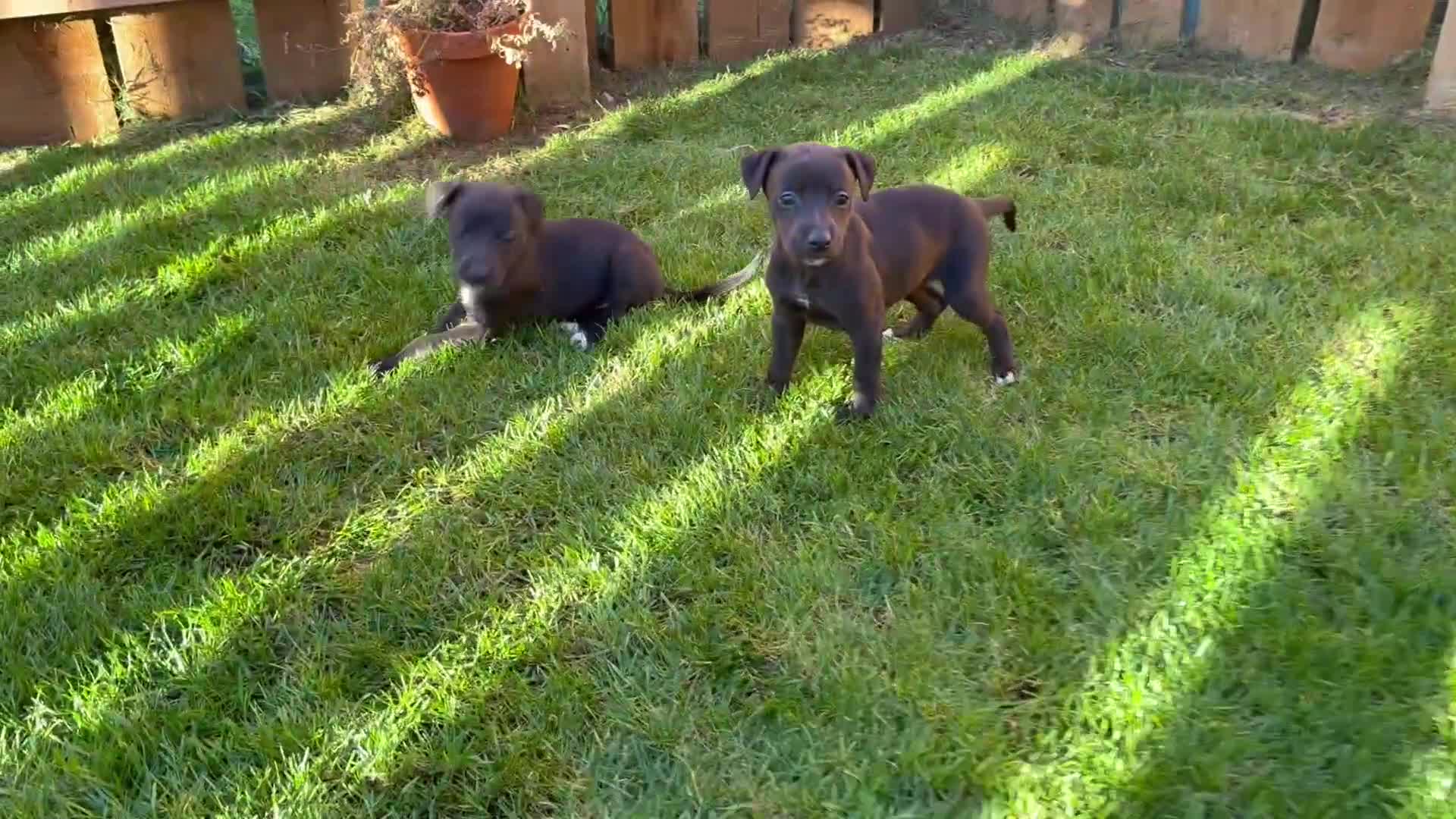 Whippet dogs for sale: KC Whippet Puppies - Video 4