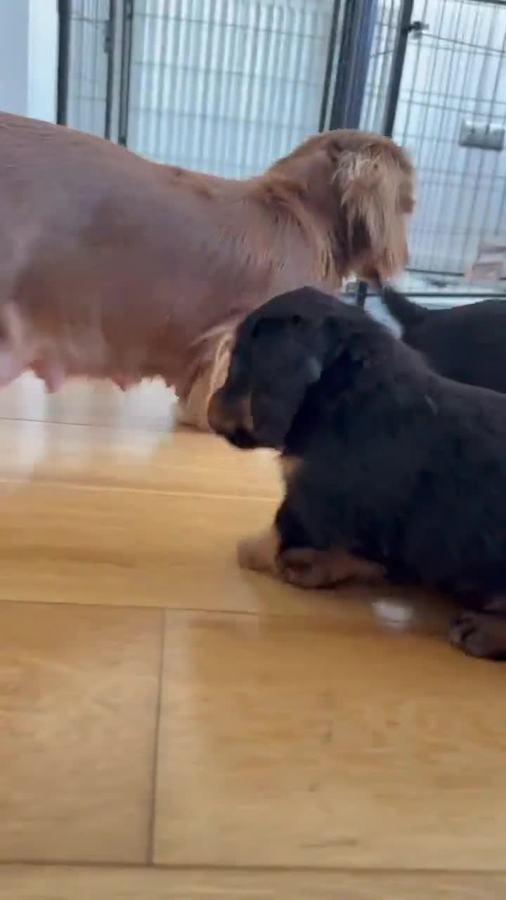 Miniature Dachshund dogs for sale: 🏆KC champion line Miniature Long Hair Dachshund - Video 2