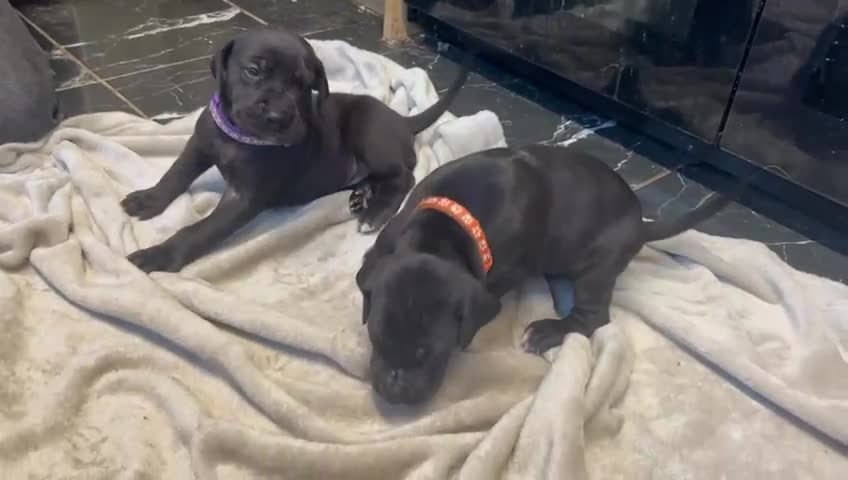Great Dane dogs for sale: Only 2 beautiful Great Dane girls left. Ready now - Video 2