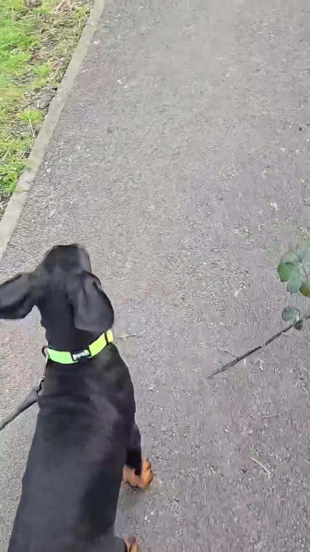 Dobermann dogs for sale: 1 EXCEPTIONALLY WELL BRED FEMALE( REBEL X COLT) - Video 1