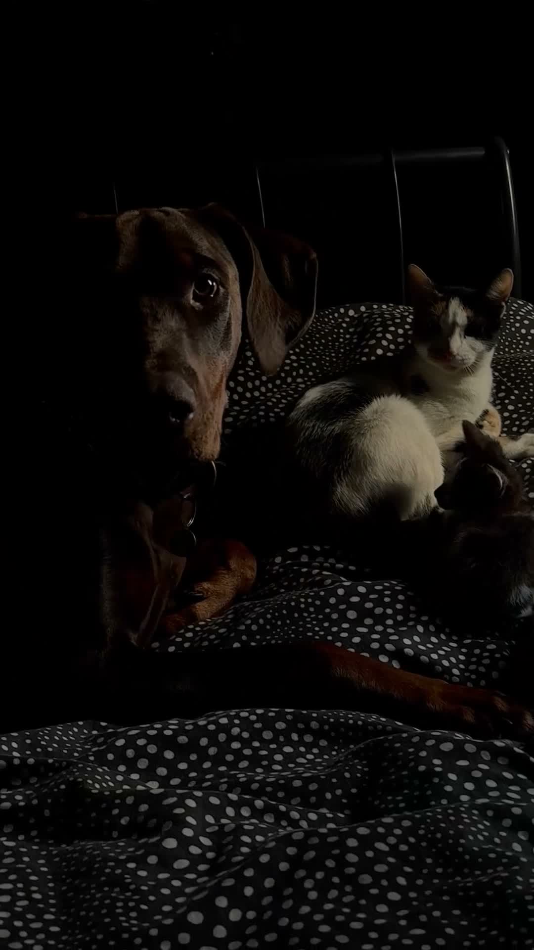 Mixed Breed cats for sale: lovley kittens looking for their new home - Video 2