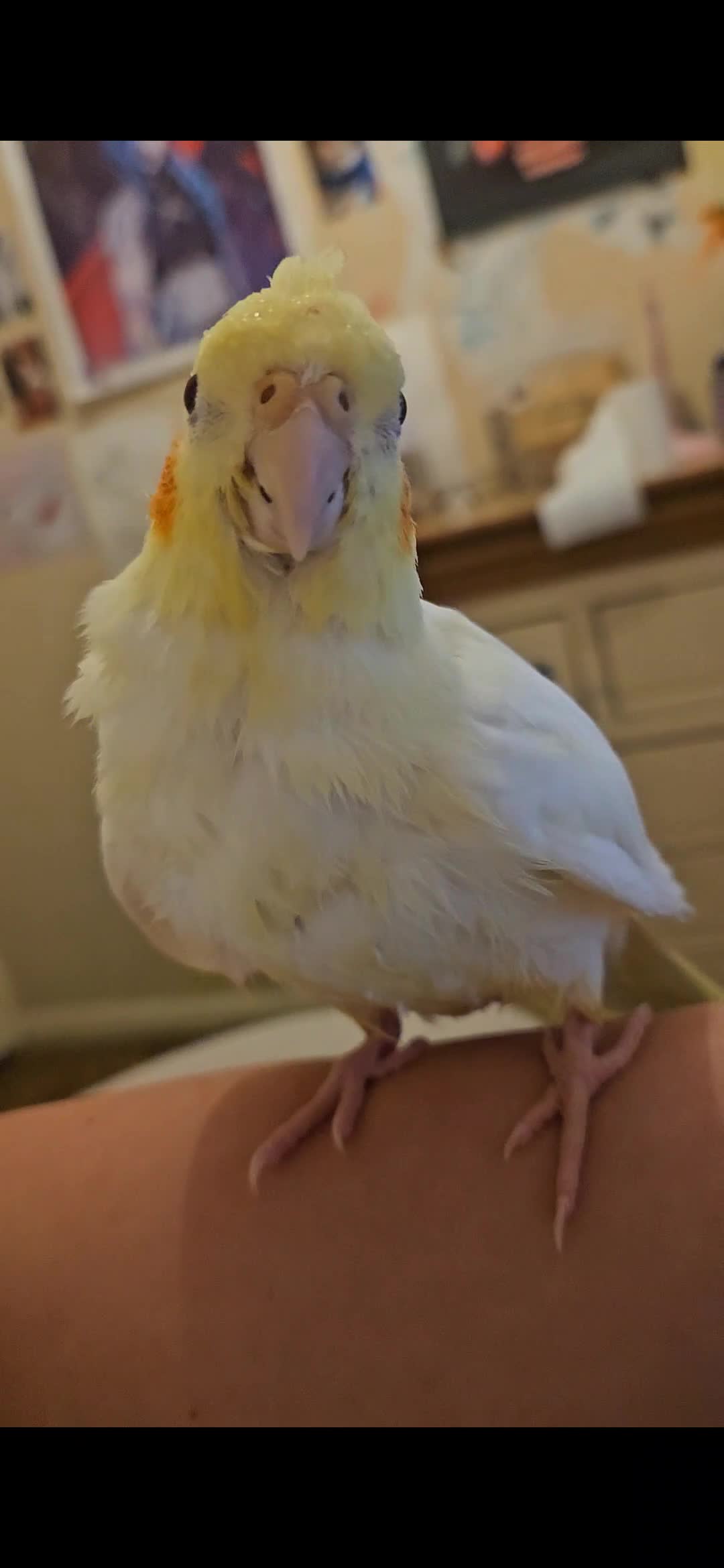 Cockatiels birds for sale: 2 gorgeous young tiels - Video 1