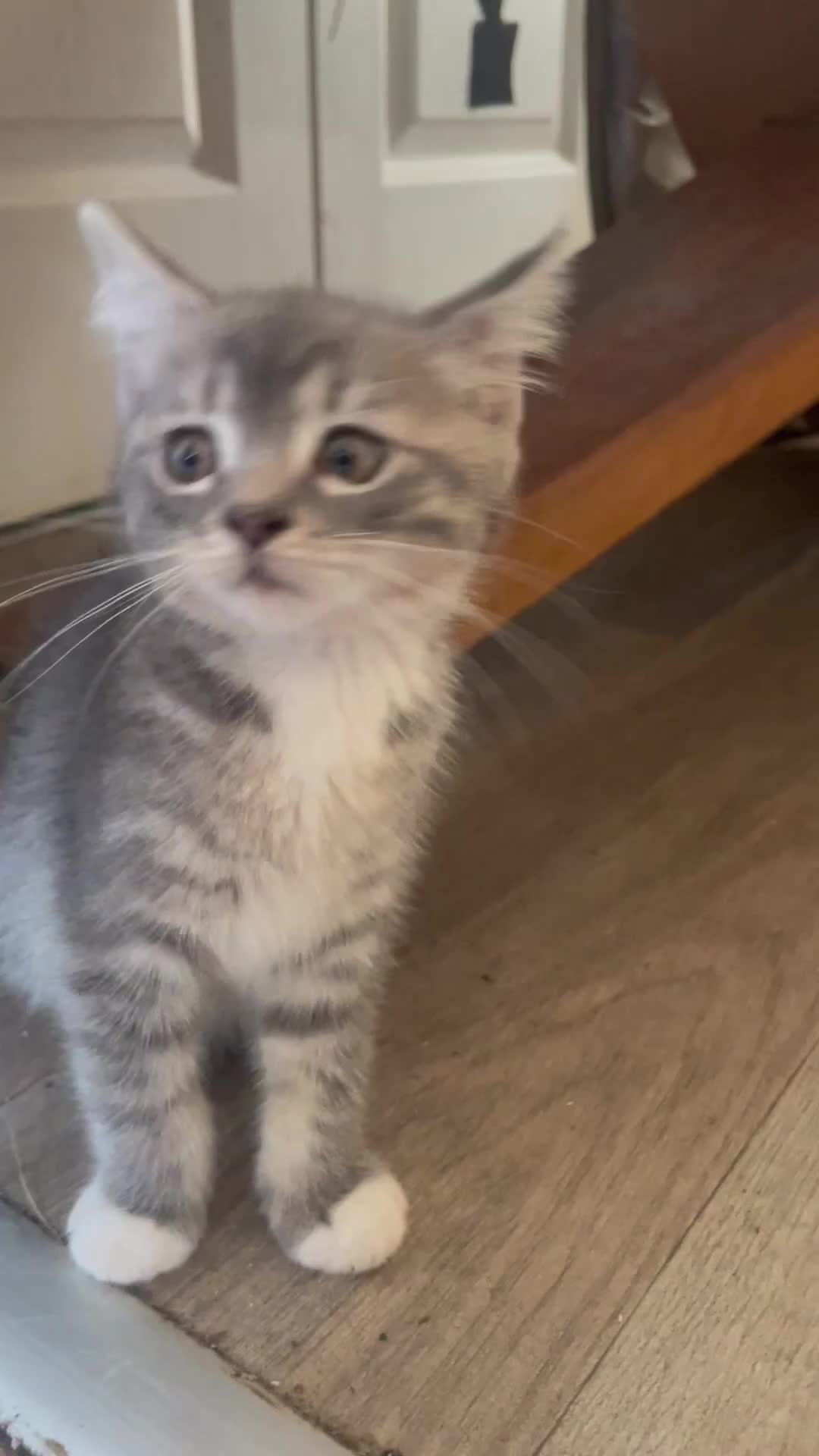 British Shorthair cats for sale: READY NOW British Short Hair x Bengal Kittens - Video 3