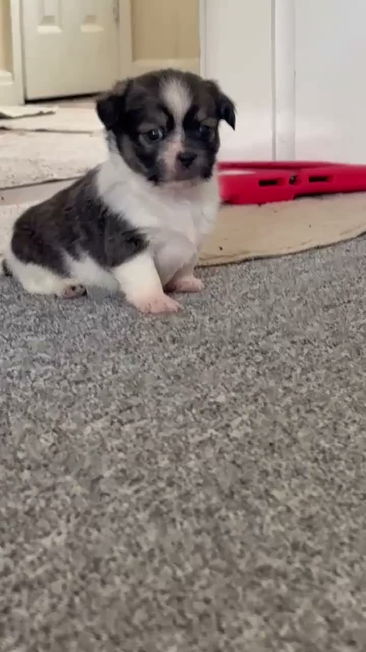 Mixed Breed dogs for sale: Tiny cute fluffy Shih Tzu x jack Russell puppies  - Video 2