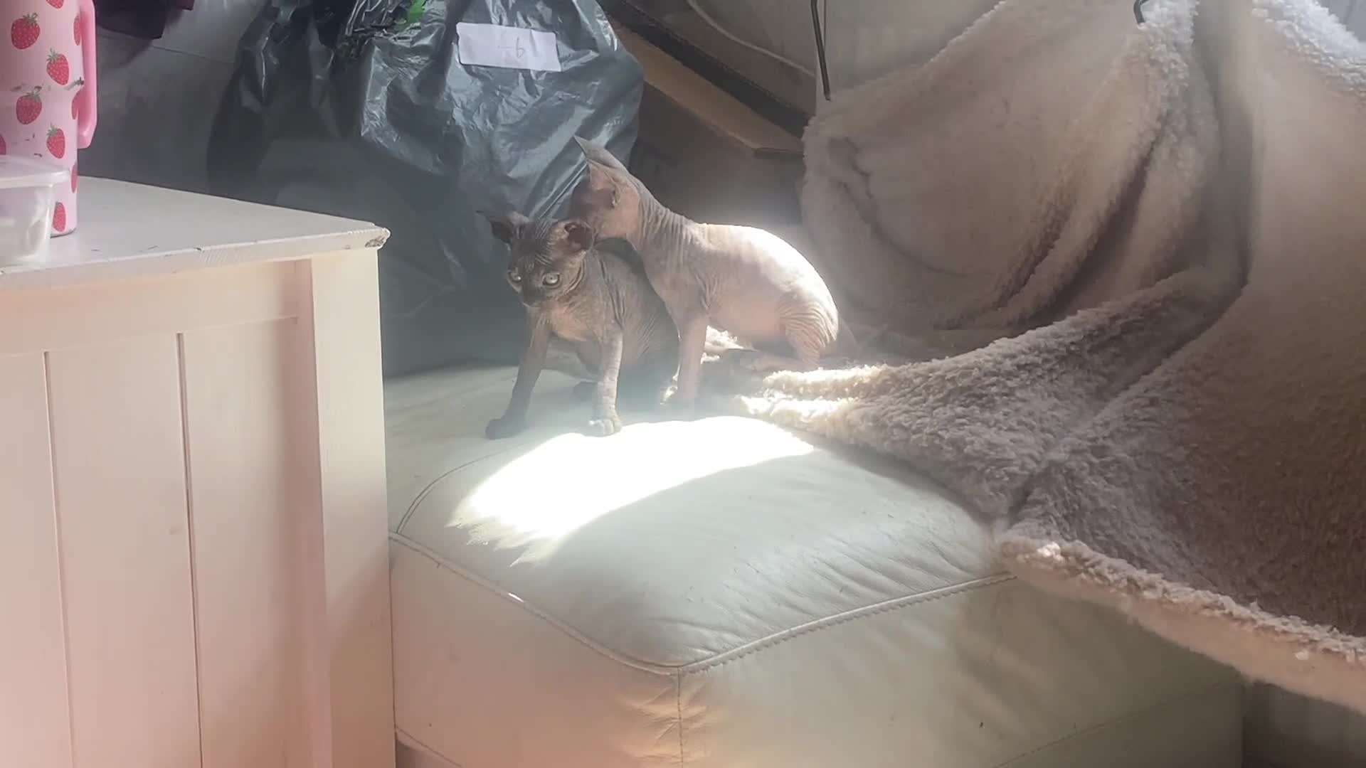Sphynx cats for sale: Beautiful coloured kittens Spinx   - Video 1