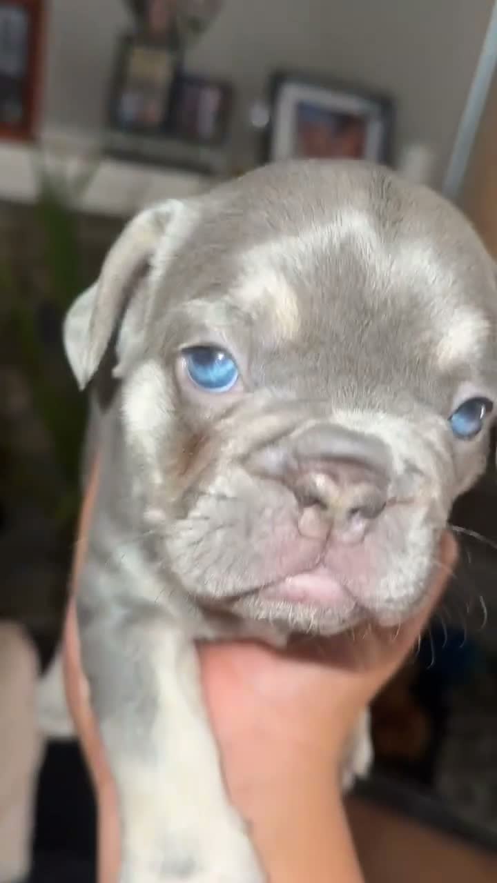 French Bulldog dogs for sale: French Bull Dog Blue And White/Grey - Video 1