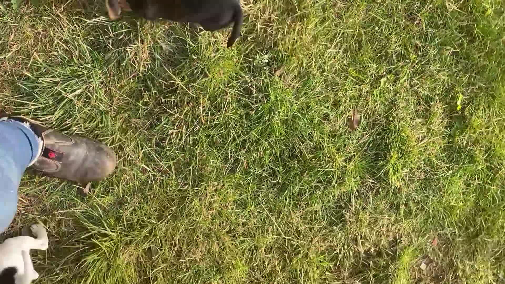 Jack Russell dogs for sale: Short legged smooth coated Jack Russell puppies  - Video 1