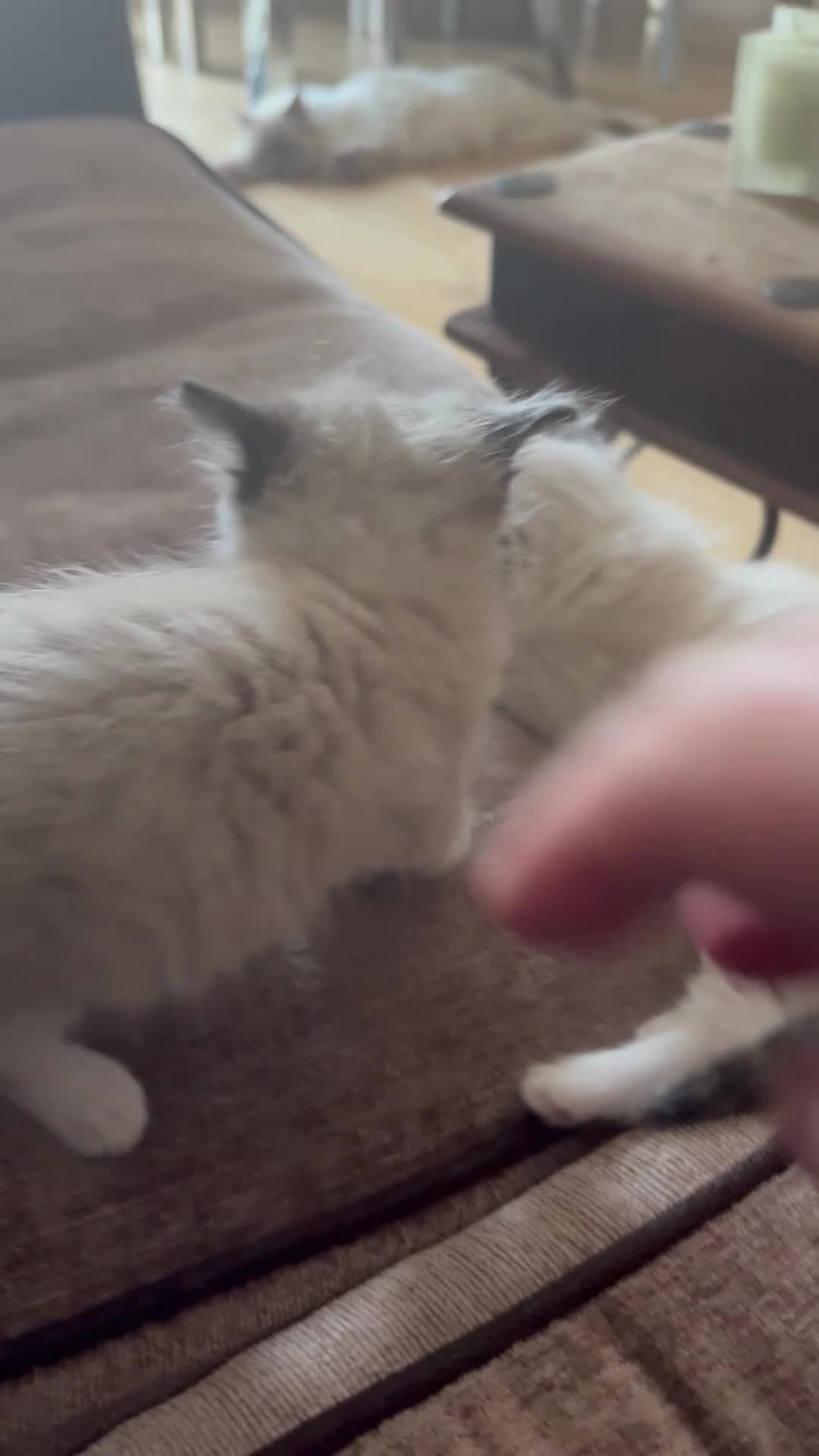 Ragdoll cats for sale: Beautiful 100% ragdoll babies - Video 3