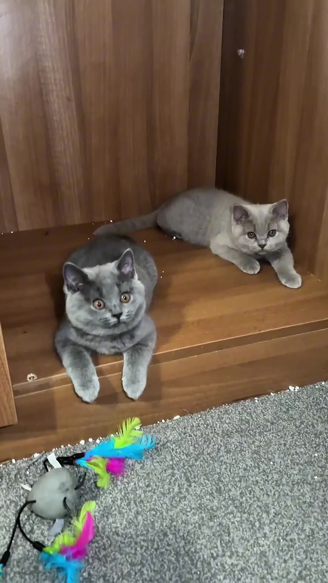 British Shorthair cats for sale: Two shorthair Girls lilac and blue - Video 1