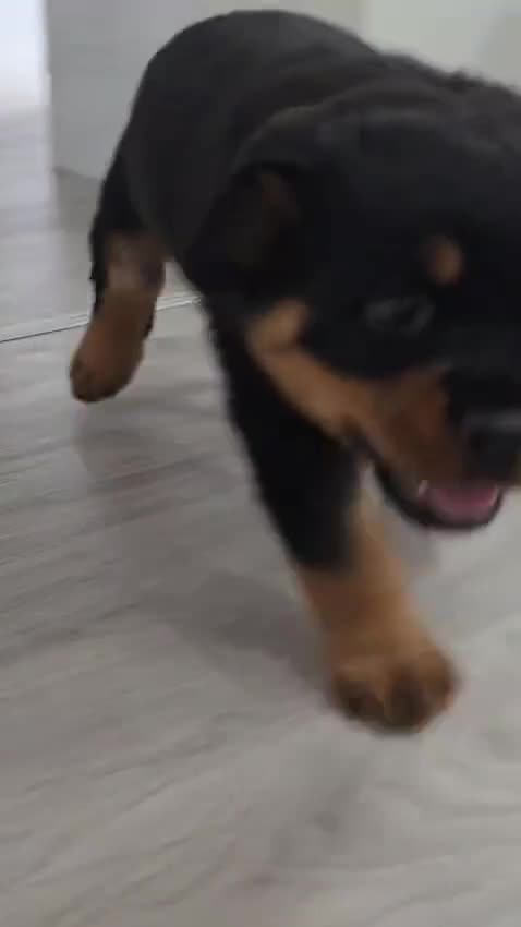 Rottweiler dogs for sale: Pick of the litter Rottweiler Female Puppy  - Video 2