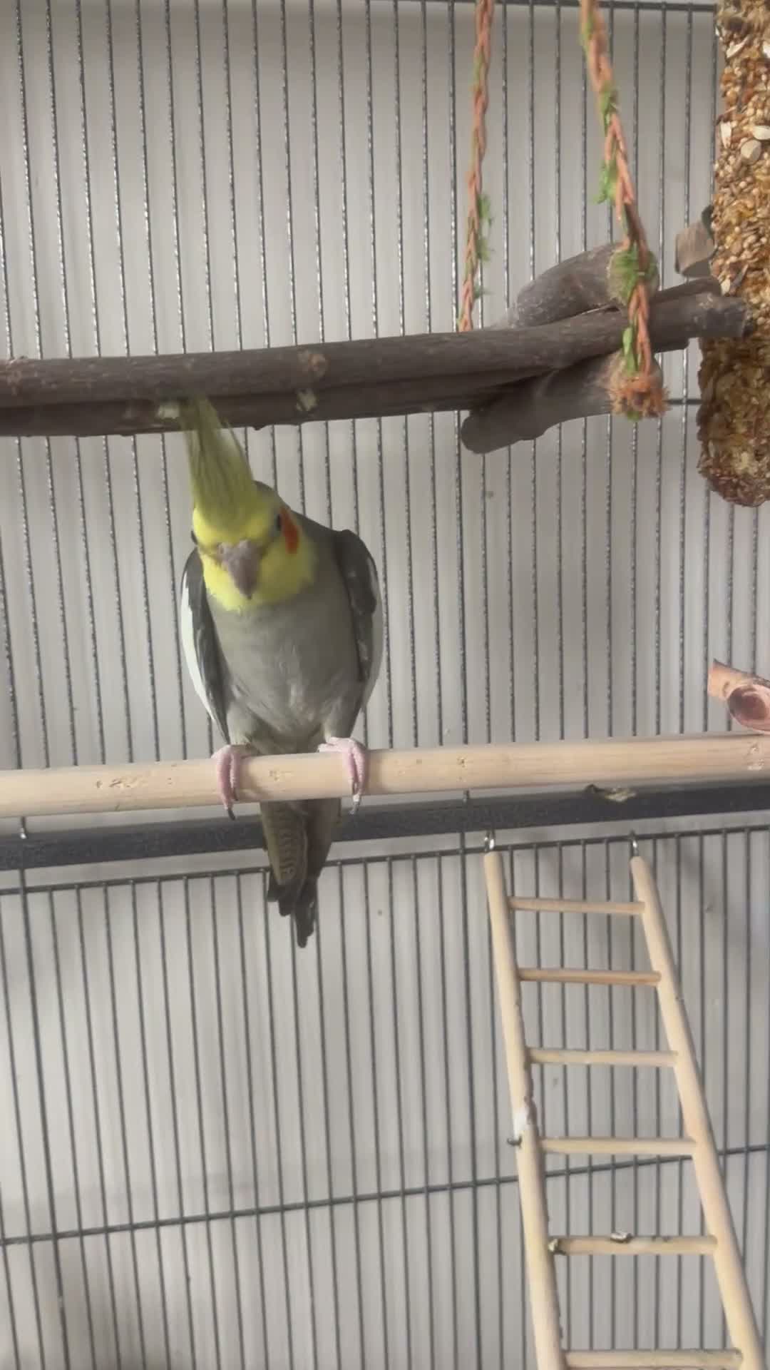 Cockatiels birds for sale: Male cockatiel looking for a new home in Weston-super-Mare - Video 1