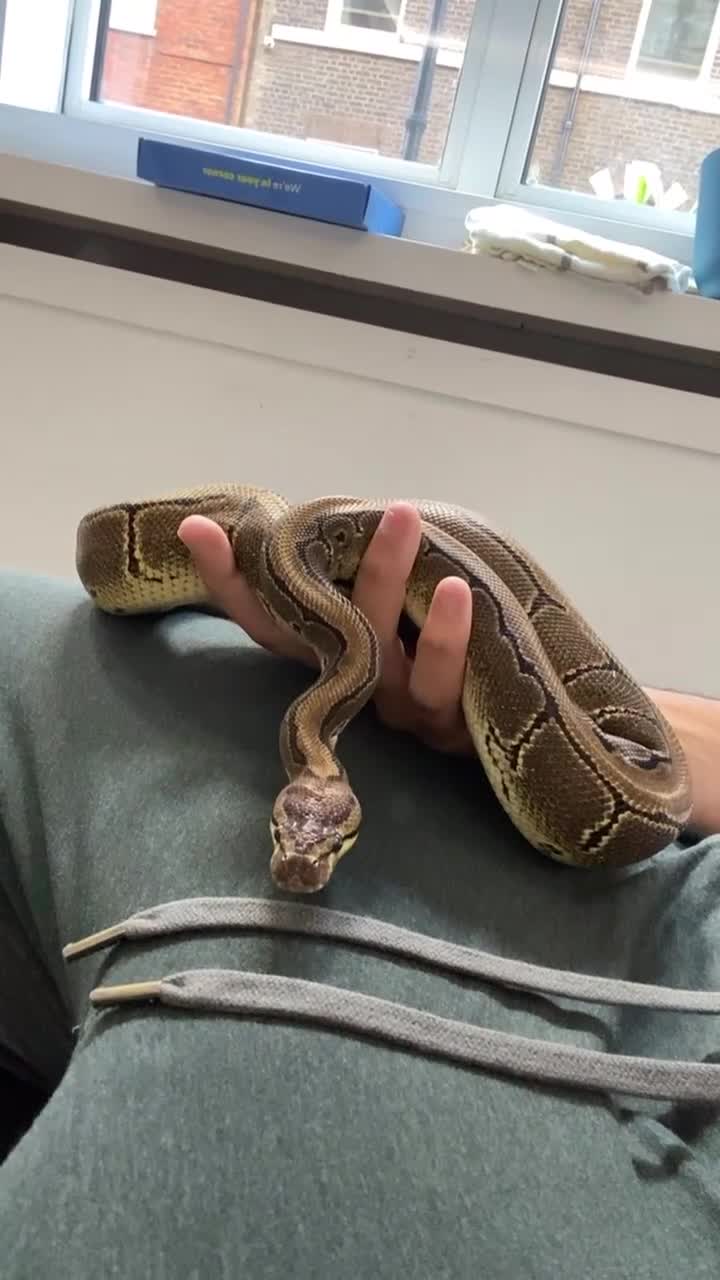 Python Snake reptiles for sale: Pinstripe Royal Python 100% Het Pied w/Full Setup - Video 2