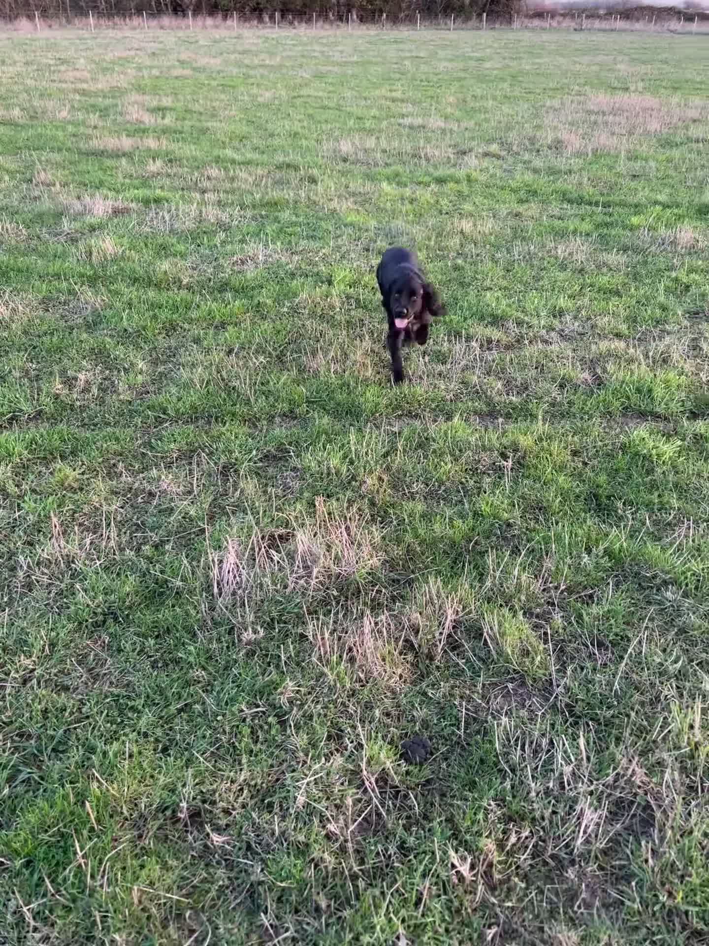 Cocker Spaniel dogs for sale: Male cocker spaniel - Video 1