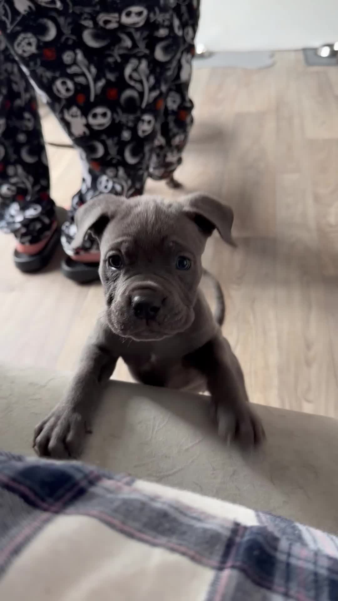 Mixed Breed dogs for sale: Reduced 1 boy left  £600       cane corso cross  - Video 1