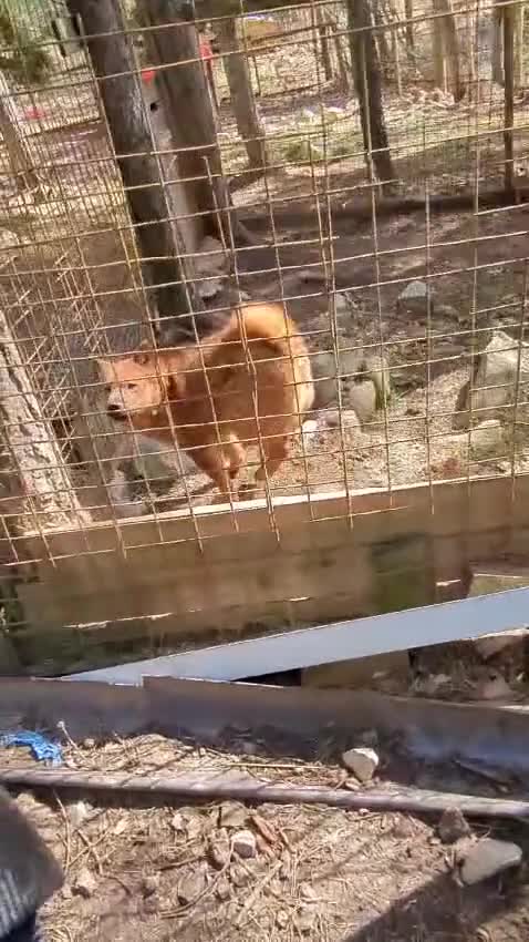 Chow Chow dogs for adoption: Aki   in Ashford - Video 1