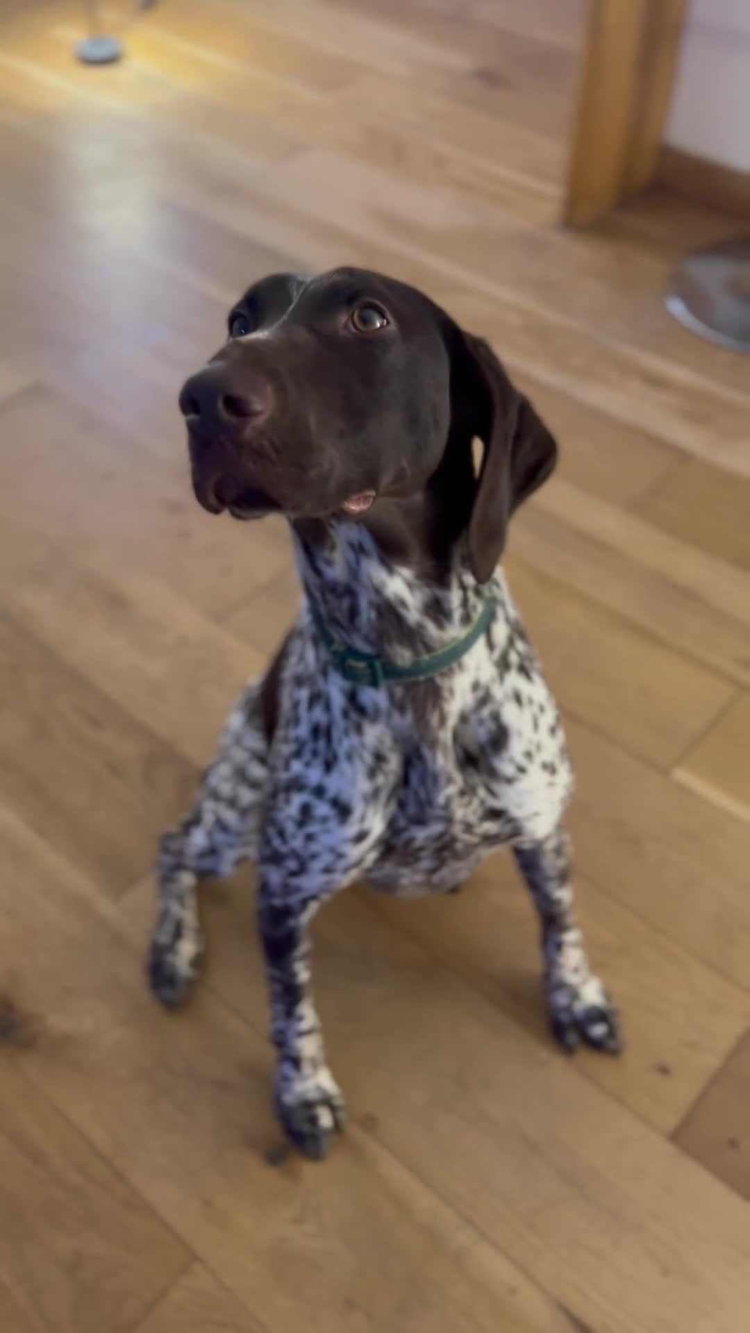 German Shorthaired Pointer dogs for sale: Premium GSP Puppies from Award-Winning Bloodlines - Video 1