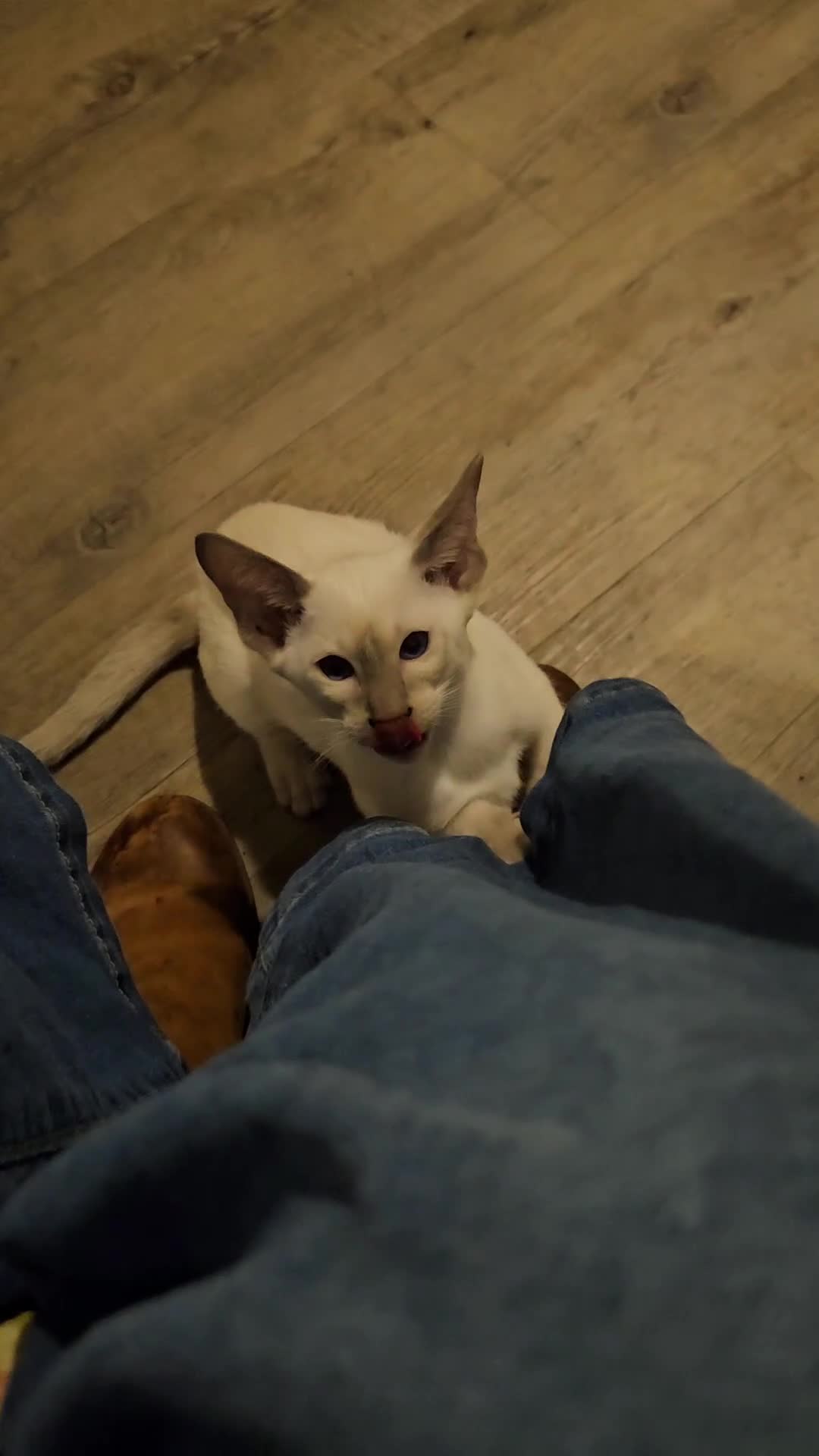 Siamese cats for sale: New lap needed for two GCCF male siamese kittens - Video 1