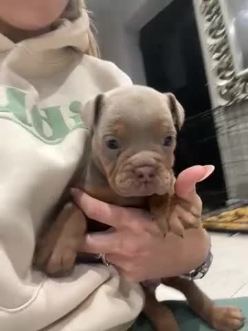 Olde English Bulldogge dogs for sale: Top quality olde English bulldogs - NEBBER REG - Video 2