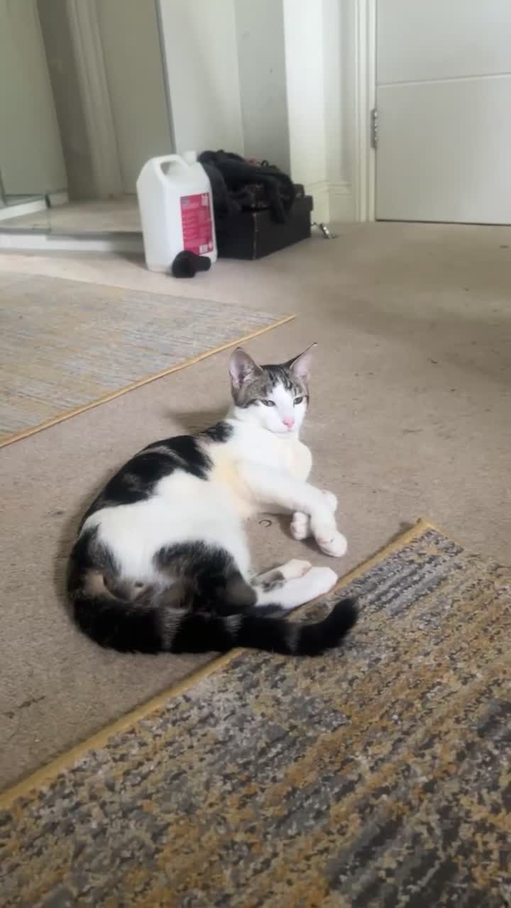 Domestic Shorthair cats for sale: Beautiful white tabby striped kitten  - Video 2