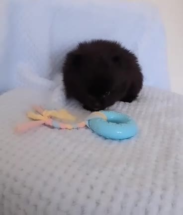 Pomeranian dogs for sale: 🐶 Tiny pomeranian puppies 🐶  - Video 2