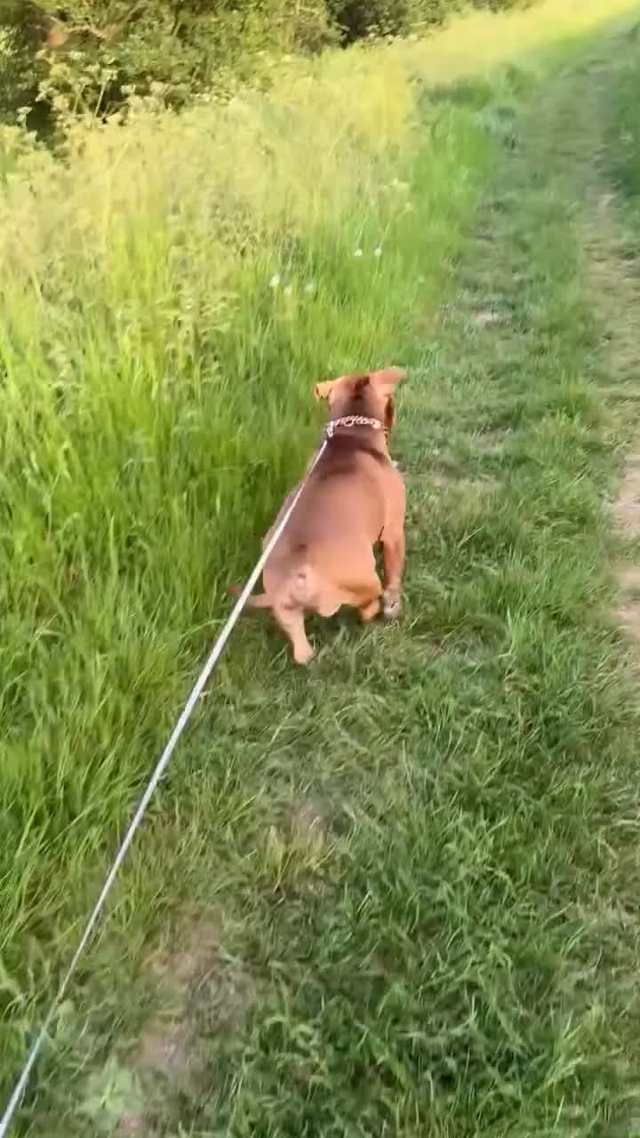 Mixed Breed dogs for sale: Hugo The Pocket Bully in Braintree - Video 2