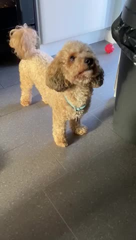 Poodle dogs for stud: 🏆PROVEN🏆sable miniature poodle health tested in Havant - Video 1