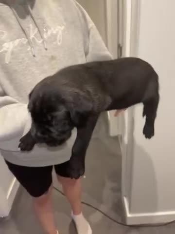 Cane Corso dogs for sale: 1 male black pup left £900  - Video 1