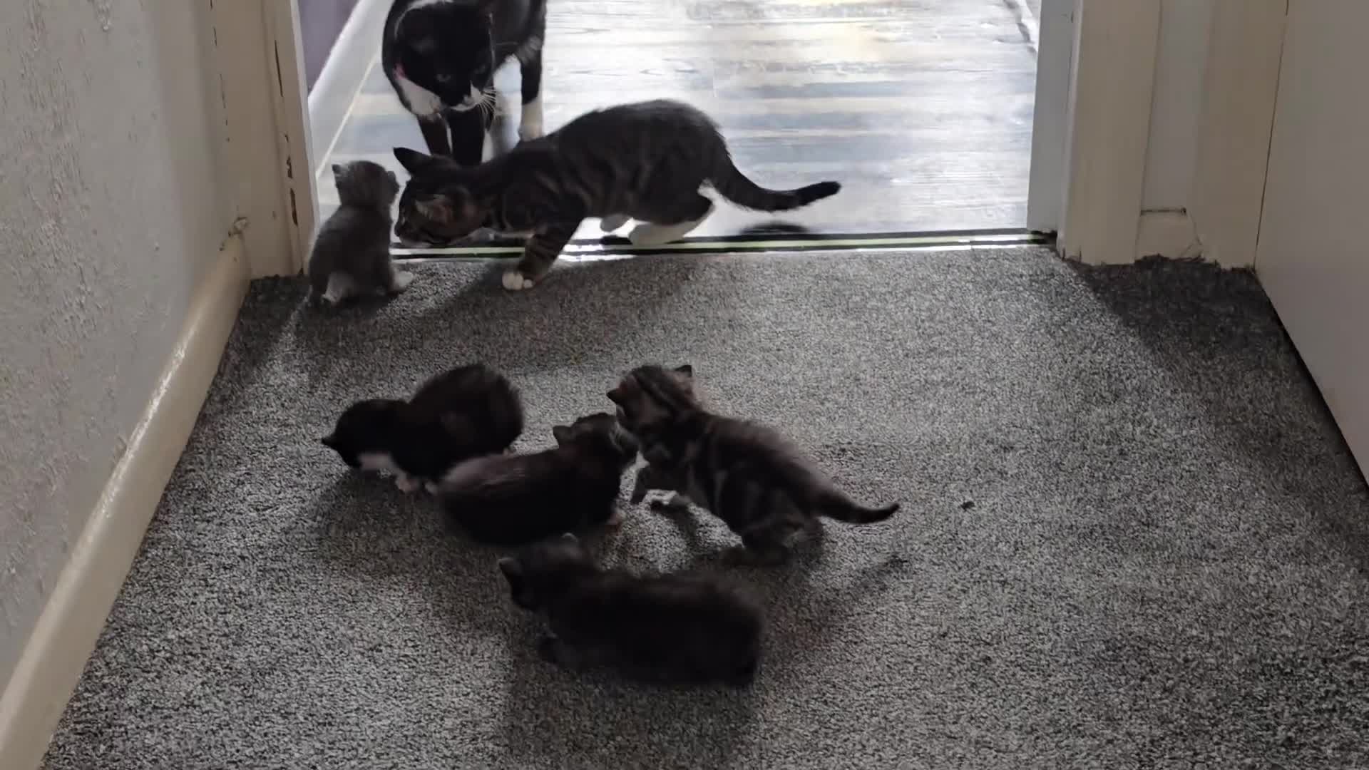 British Longhair cats for sale: 5 beautiful fluffy kittens – 4 girls, 1 boy - Video 1