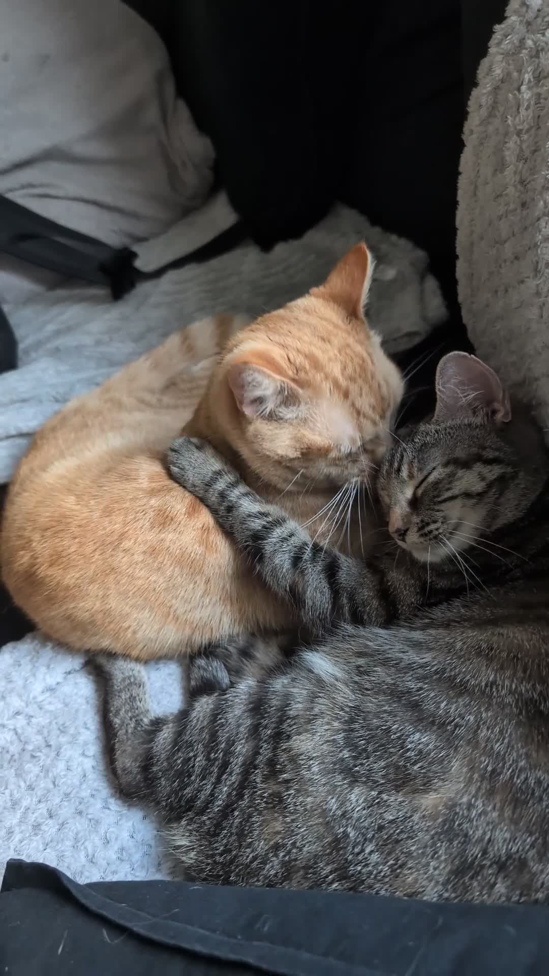 Mixed Breed cats for sale: 2 Beautiful kittens  - Video 2