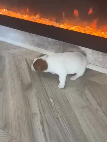 Jack Russell dogs for sale: Jack Russell puppies  - Video 3