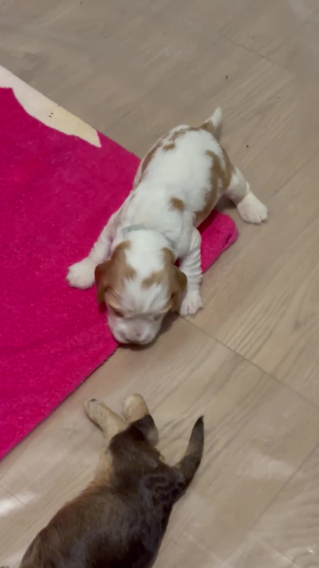 Cocker Spaniel dogs for sale: KC REG Showtype Cocker Spaniel LAST PUP ready 3/8 - Video 2