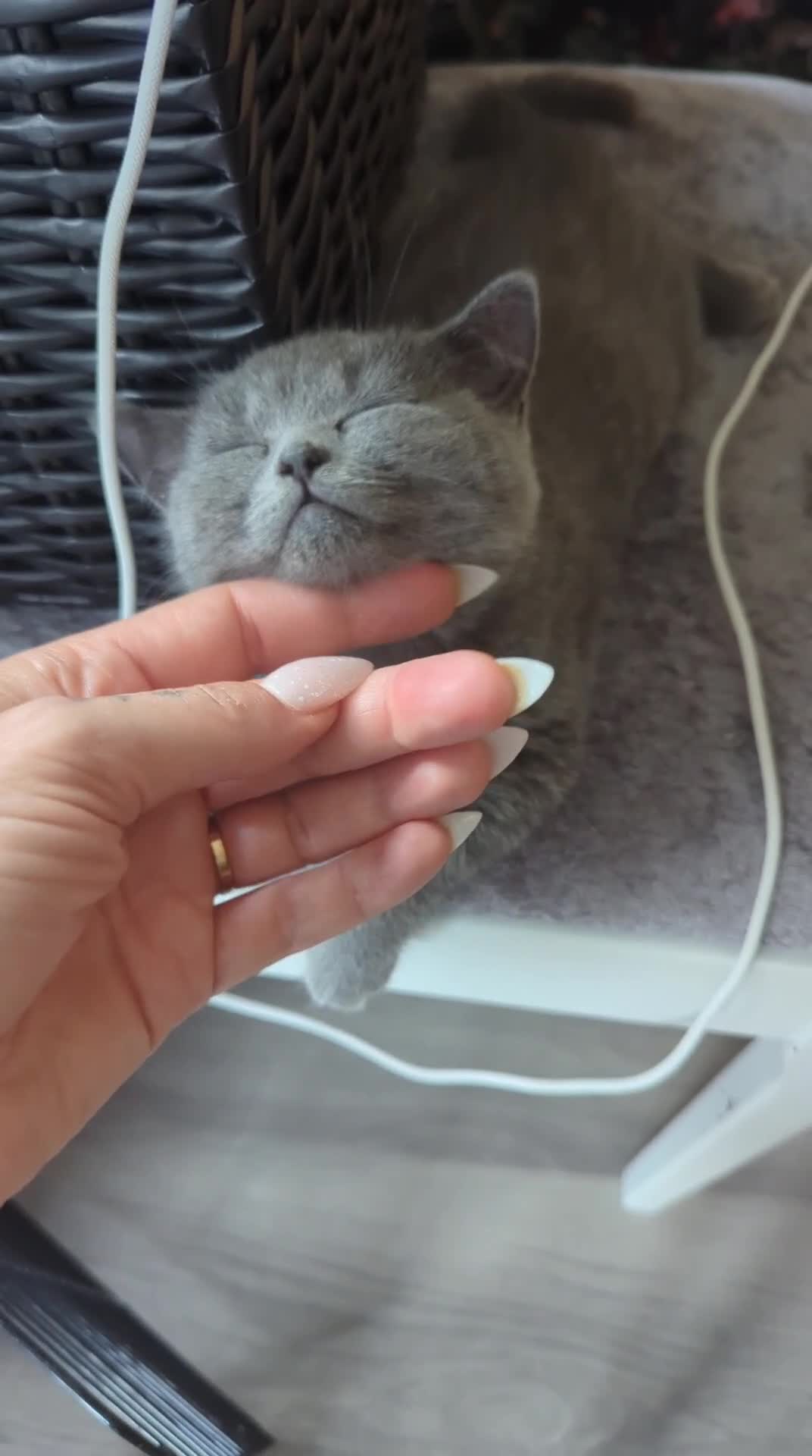 British Shorthair cats for sale: 8 weeks boy and girl - Dad 5 times champion 🏆 - Video 2
