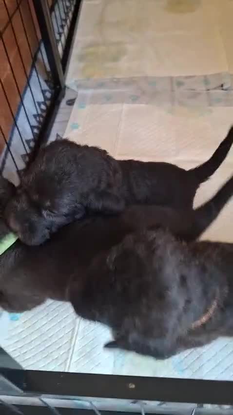 Bedlington Terrier dogs for sale: Four Beautiful Bedlington Boys - Video 1