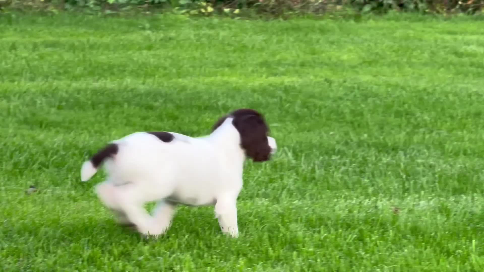 English Springer Spaniel dogs for sale: READY TO GO KC REG ESS PUPPIES - Video 2