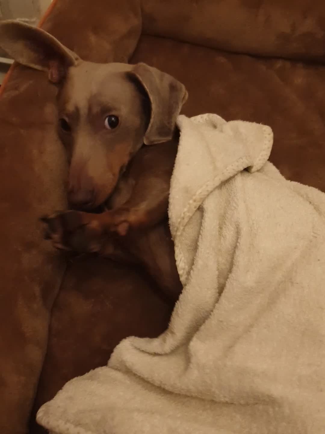 Dachshund dogs for sale: Beautiful Dachshund Looking for a Loving Home - Video 3