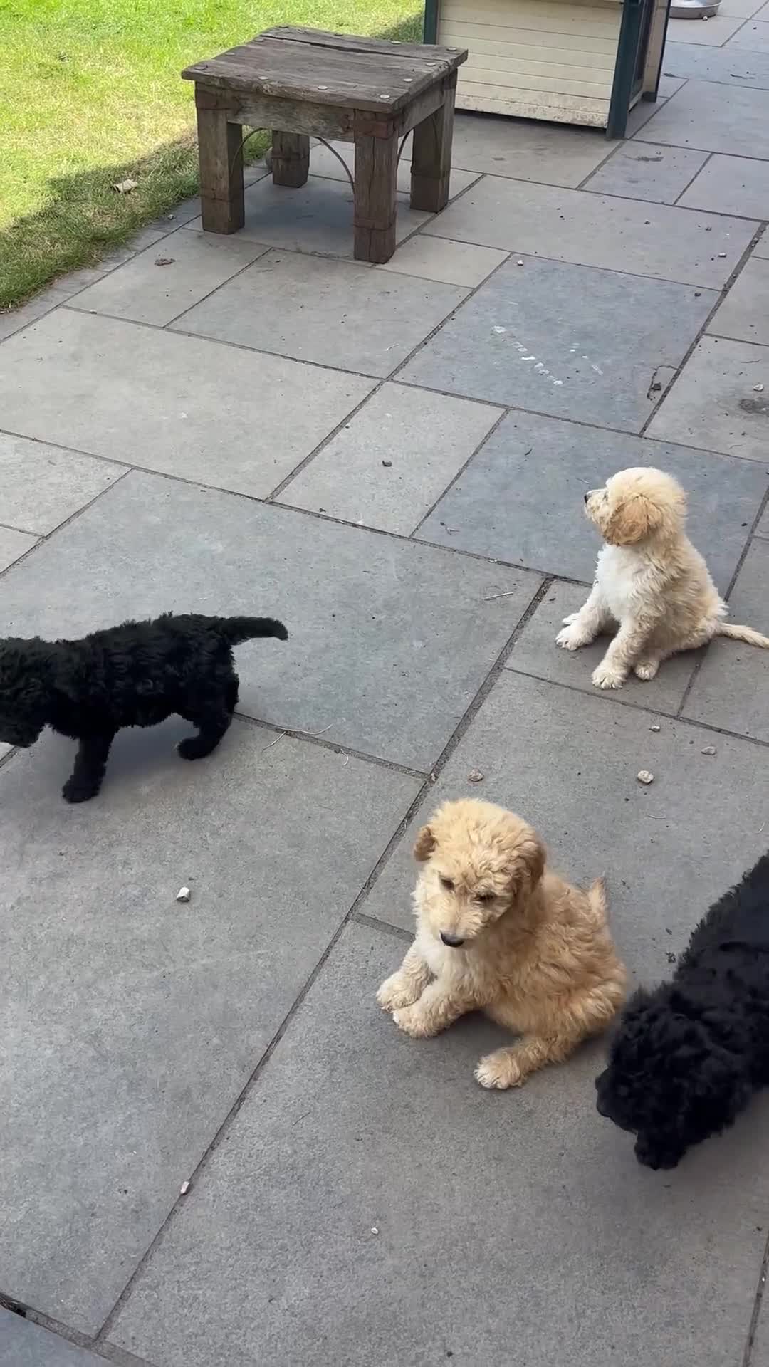 Goldendoodle dogs for sale: Beautiful Goldendoodles - Video 1