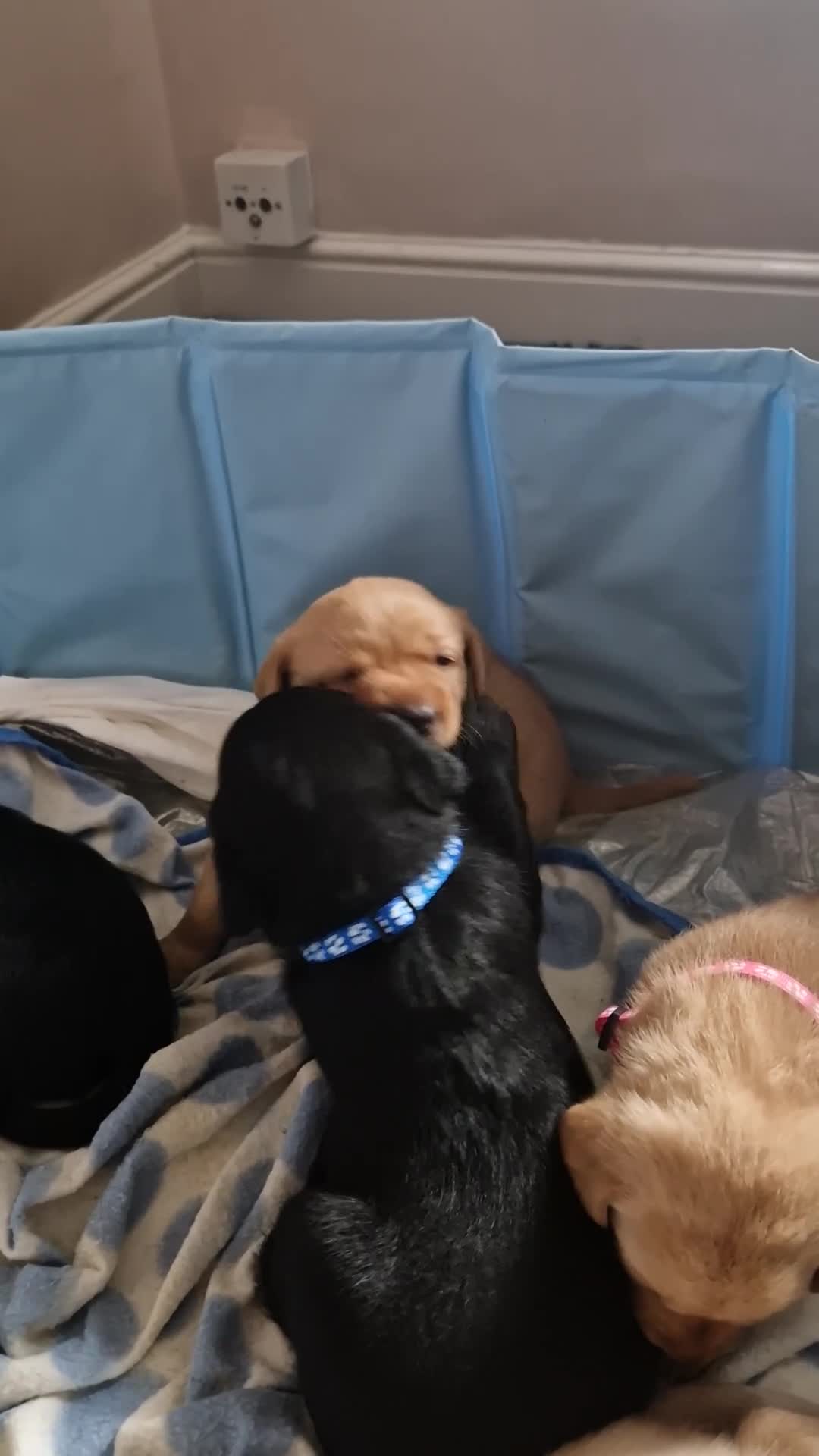 Labrador Retriever dogs for sale: G corkill - Video 1