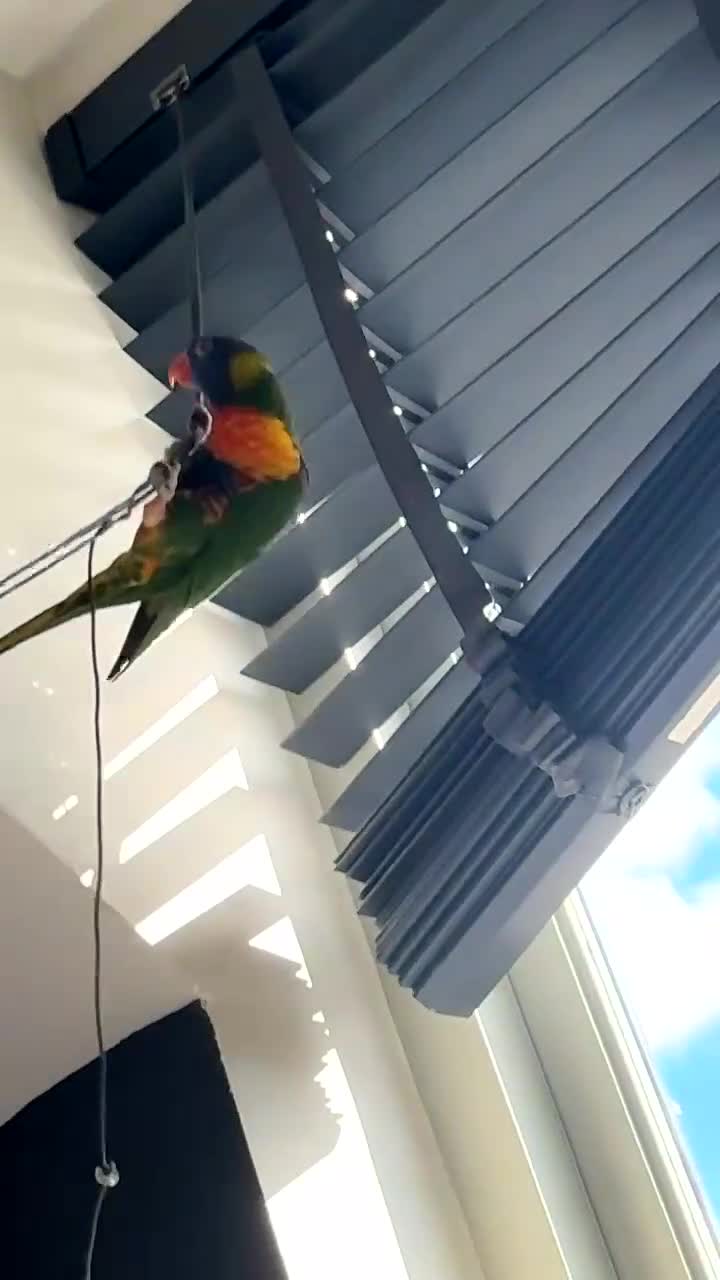Lorikeets birds for sale: Tiki the lorikeet in Much Wenlock - Video 1