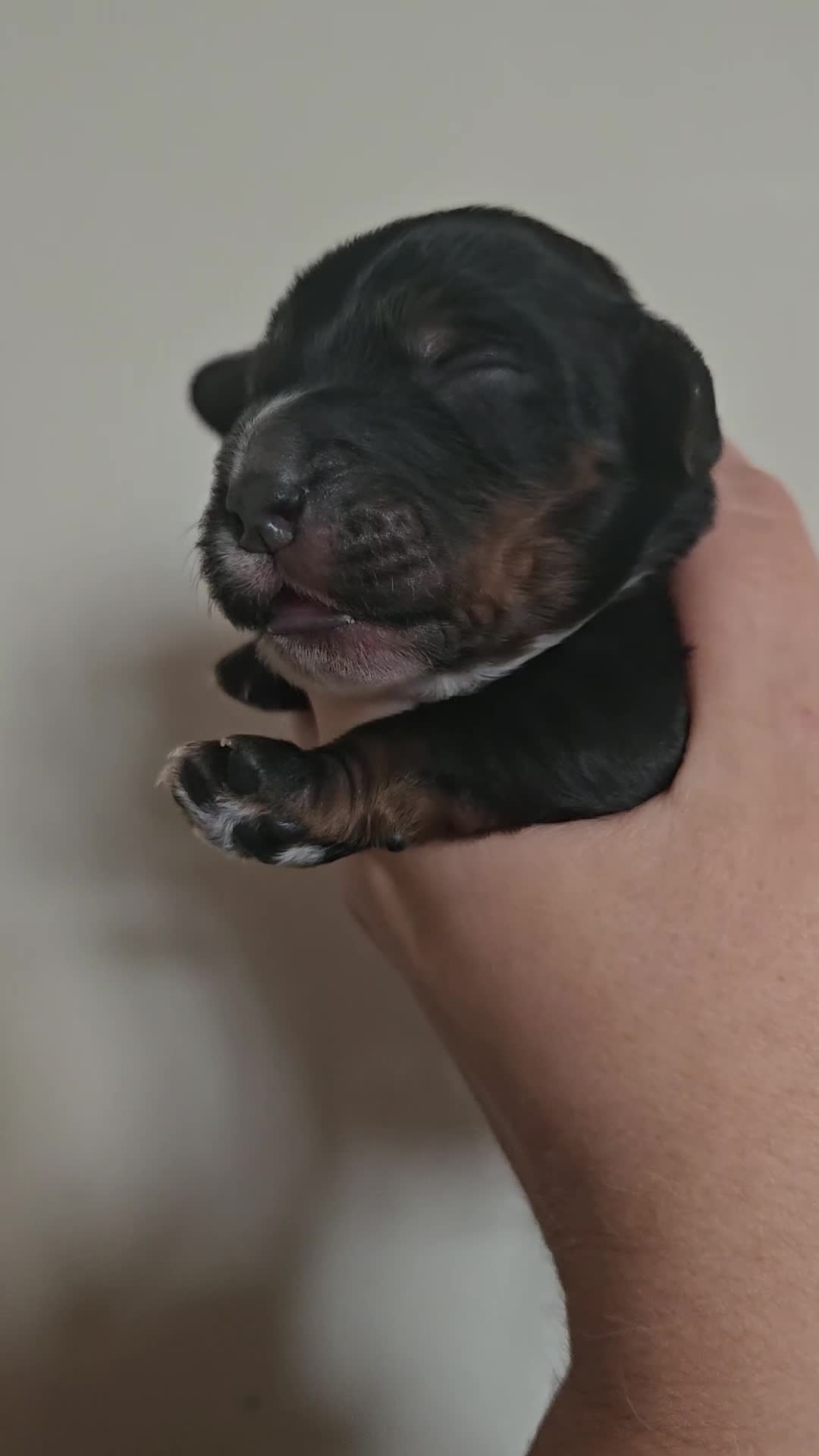 Cockapoo dogs for sale: Licensed breeder Show cockapoo litter! BOYS ONLY  - Video 3