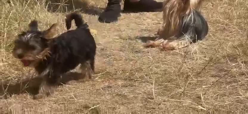 Yorkshire Terrier dogs for sale: SMALL GIRL ONE LEFT - Video 1