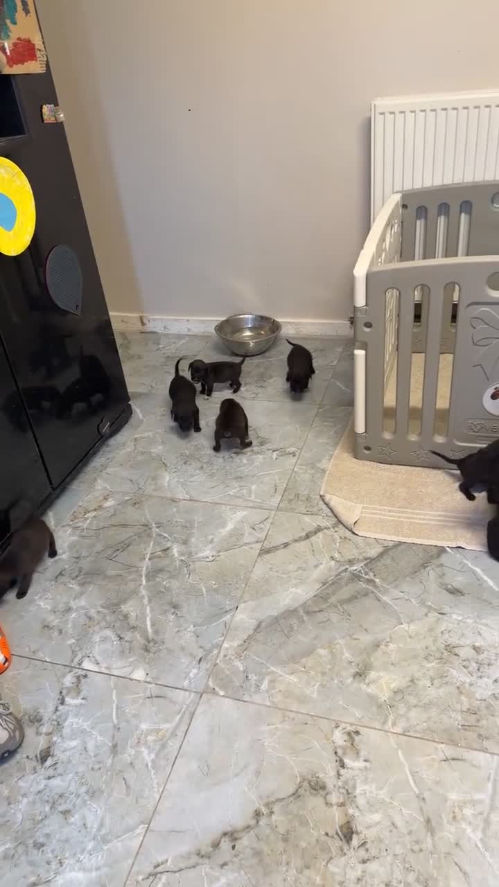 Mixed Breed dogs for sale: Patterdale X Beagle in Castleford - Video 1